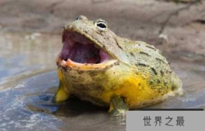 ​世界第二大蛙类，非洲牛蛙仅次于喀麦隆巨蛙