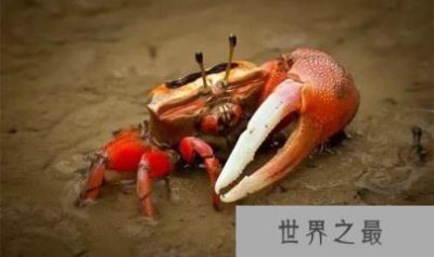 ​招潮蟹 世界上最会变色的蟹