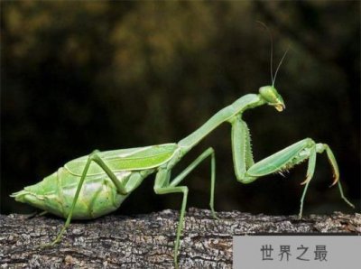​世界上最强的螳螂 （非洲绿巨螳、刺花螳螂等）