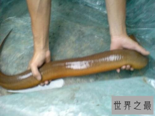 最大的黄鳝长达1.5米重达36斤是黄鳝中的王者