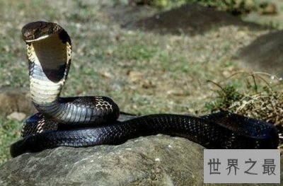 ​世界上攻击性最强的蛇排行榜,黑曼巴暴躁毒性强