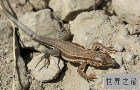 家里有壁虎怎么办？家里有壁虎是好是坏？