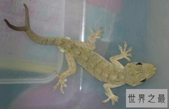 家里有壁虎怎么办？家里有壁虎是好是坏？
