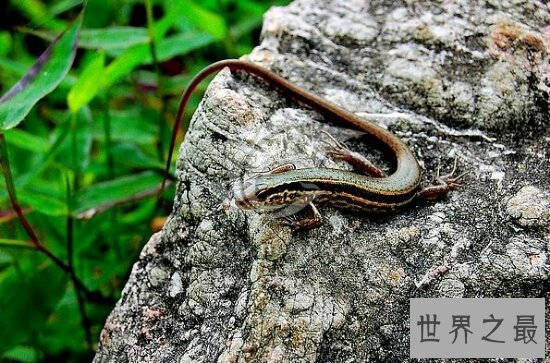 家里有壁虎怎么办？家里有壁虎是好是坏？