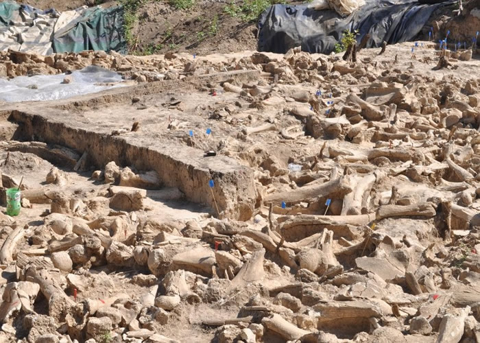 俄罗斯Kostenki 11遗址发现2.5万年前长毛象骨圈　揭人类冰河时期挣扎求存