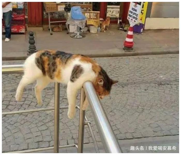 地球上最宠猫咪城市,每个人都是铲屎官,把猫看得比千金重!