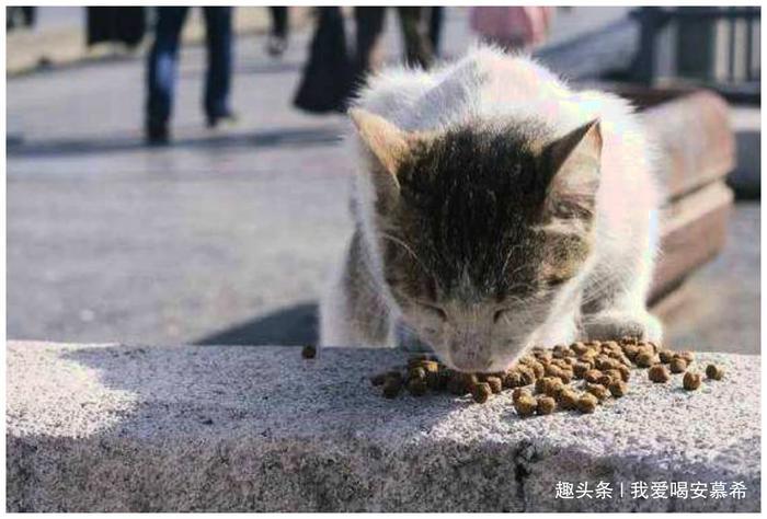 地球上最宠猫咪城市,每个人都是铲屎官,把猫看得比千金重!