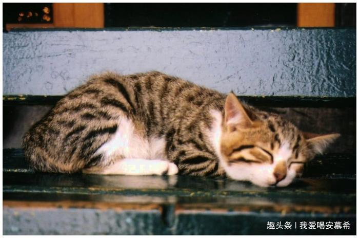 地球上最宠猫咪城市,每个人都是铲屎官,把猫看得比千金重!