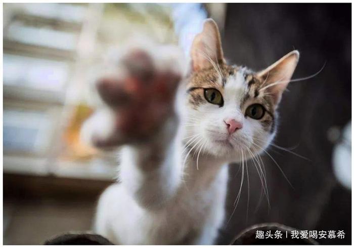 地球上最宠猫咪城市,每个人都是铲屎官,把猫看得比千金重!