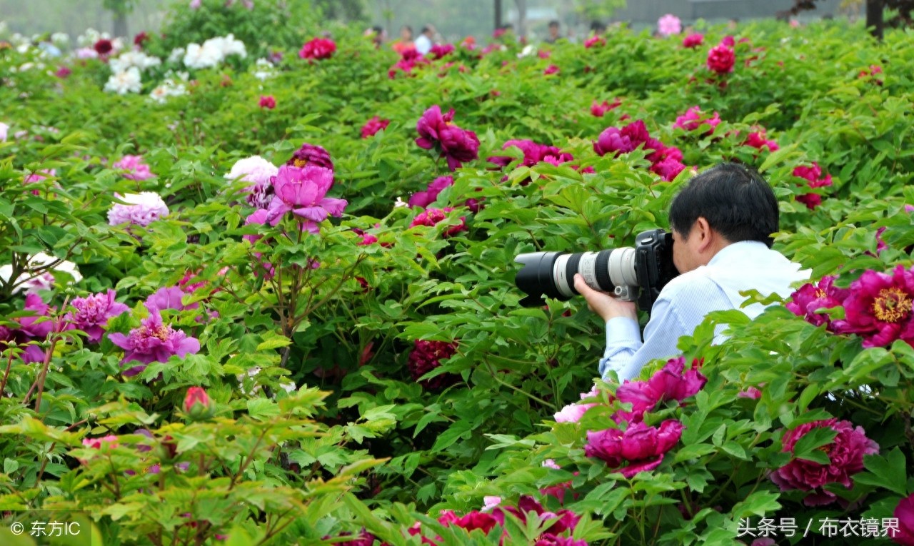 牡丹花开，洛阳pk菏泽，究竟谁才是牡丹之乡