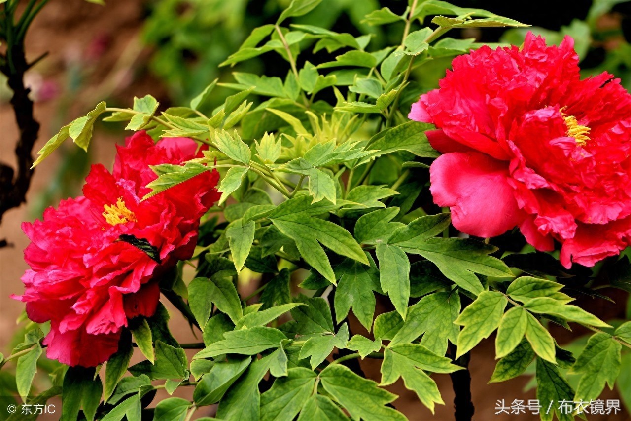 牡丹花开，洛阳pk菏泽，究竟谁才是牡丹之乡