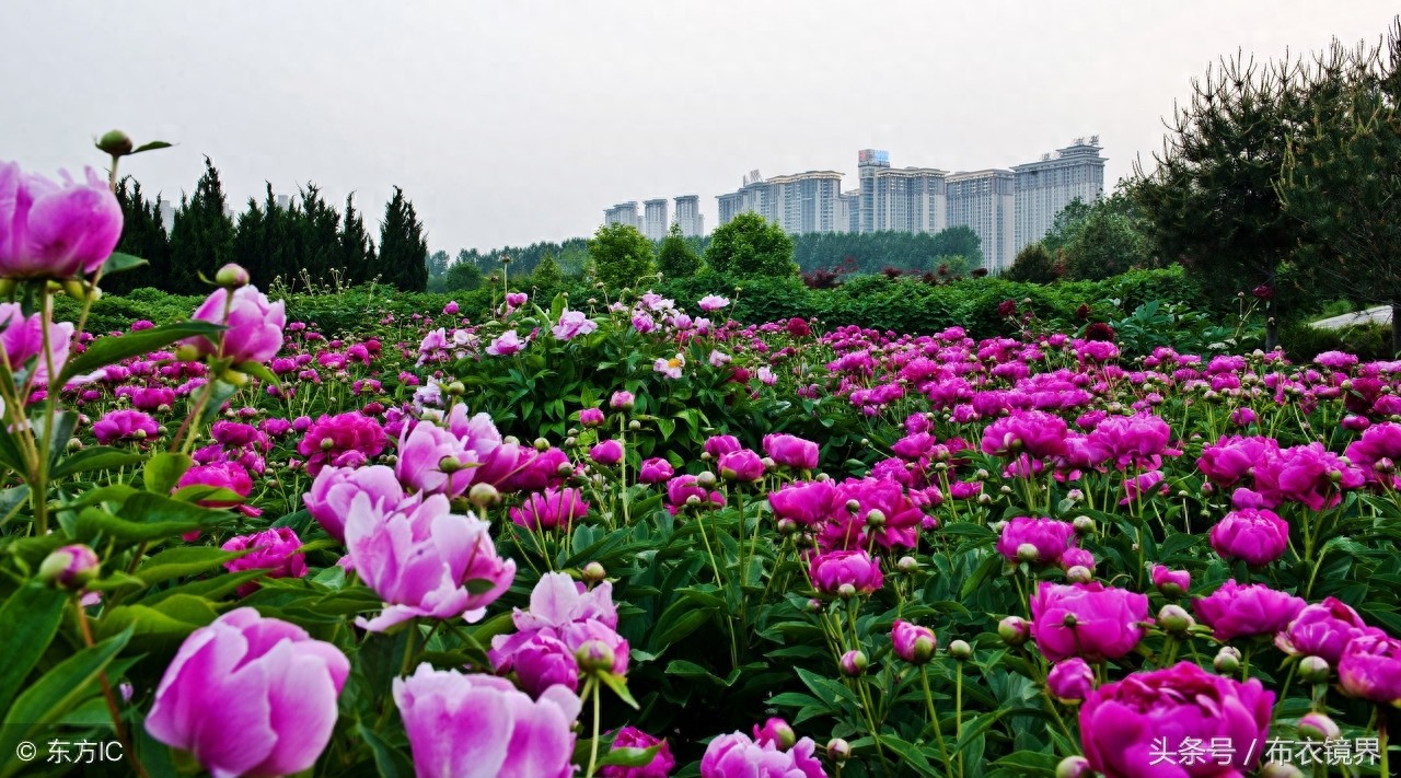 牡丹花开，洛阳pk菏泽，究竟谁才是牡丹之乡