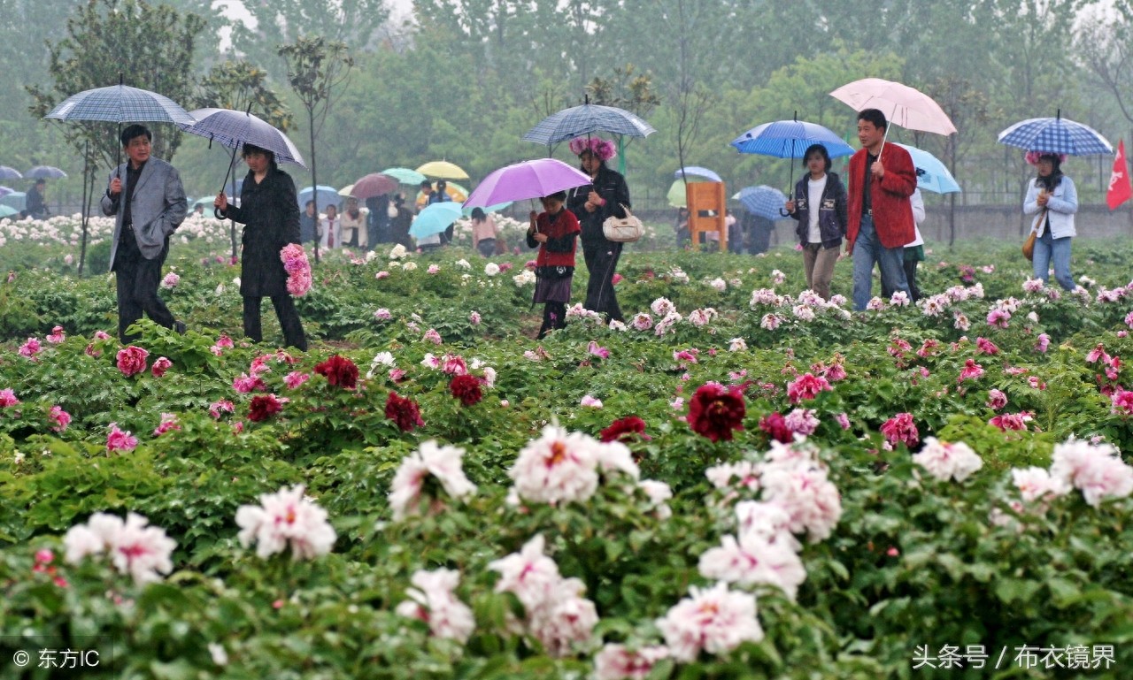 牡丹花开，洛阳pk菏泽，究竟谁才是牡丹之乡