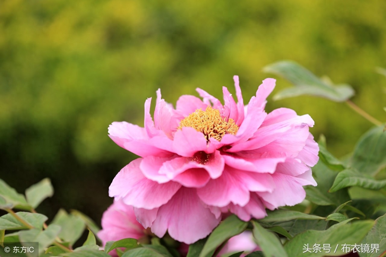 牡丹花开，洛阳pk菏泽，究竟谁才是牡丹之乡