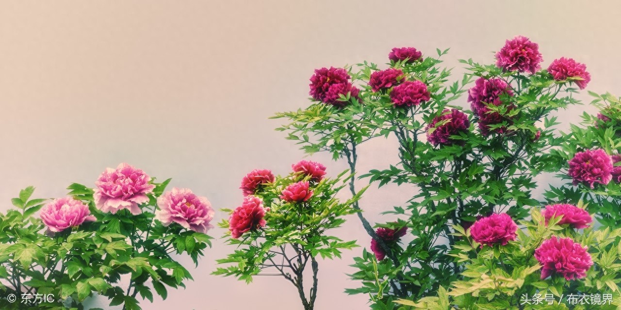 牡丹花开，洛阳pk菏泽，究竟谁才是牡丹之乡