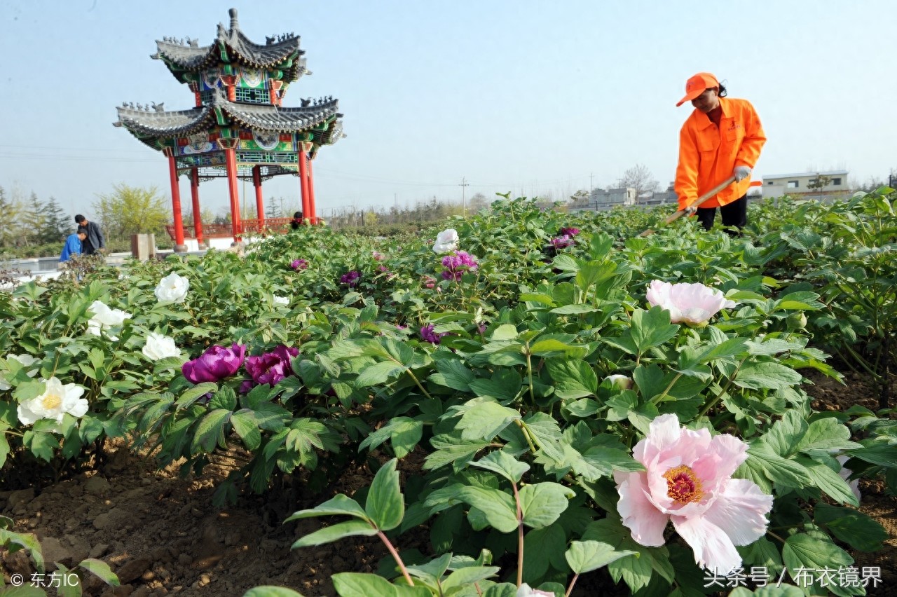 牡丹花开，洛阳pk菏泽，究竟谁才是牡丹之乡