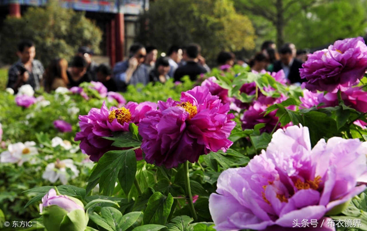 牡丹花开，洛阳pk菏泽，究竟谁才是牡丹之乡