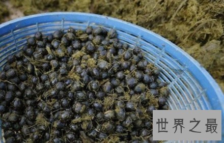 世界上最恶心的火锅，满嘴臭豆腐味儿
