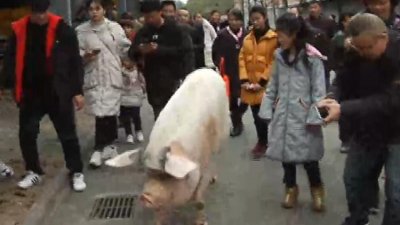 ​“猪生”巅峰！“猪坚强”12岁了 每顿吃20斤健康餐还要“护肤”
