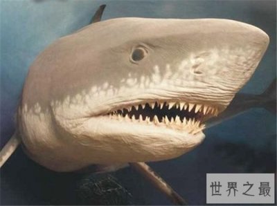 ​巨牙鲨在2013年疑似被发现，杀伤力比龙王鲸还厉害