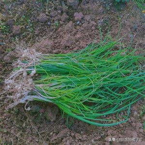 ​野葱从来都不是葱，是菜亦是药，这8道野葱经典菜肴，美味极了
