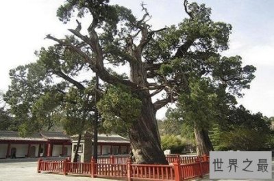 ​中国十大名树排行榜 迎客松上榜，第一有5000年历史了