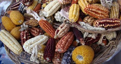 ​新研究发现玉米的驯化栽培过程始于近9000年前的现今墨西哥中部地区