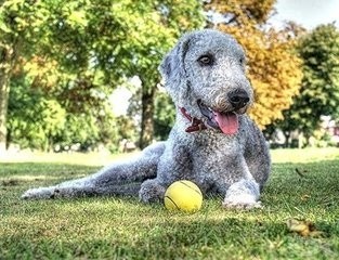 “史努比”的原型竟是贝灵顿梗，最忠实的伴侣犬
