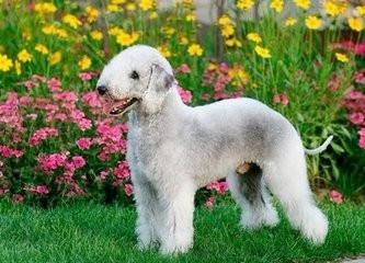 “史努比”的原型竟是贝灵顿梗，最忠实的伴侣犬