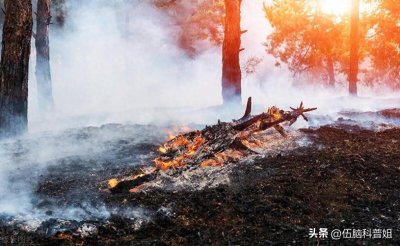 ​看新闻了没：云南昭通700亩山火！有时候山火不全是坏事