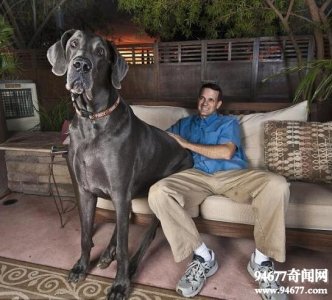 ​世界上最大的狗排名，大丹狗大乔治站立身高2.2米