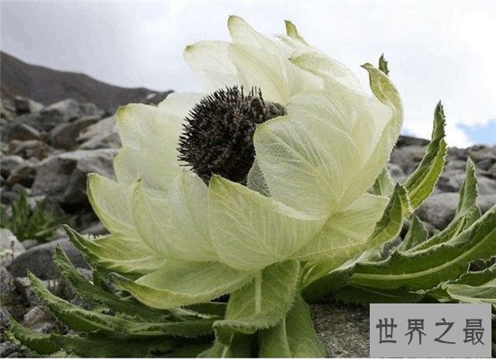 10种最受欢迎的草药，鹿茸除了壮阳竟然还有其他隐藏效果！