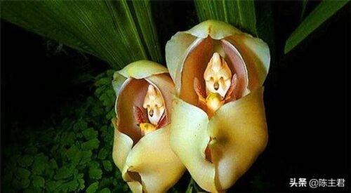 世界十大奇特植物排名(全球罕见的10大奇花异草)插图3