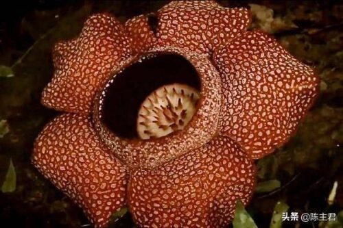 世界十大奇特植物排名(全球罕见的10大奇花异草)插图7