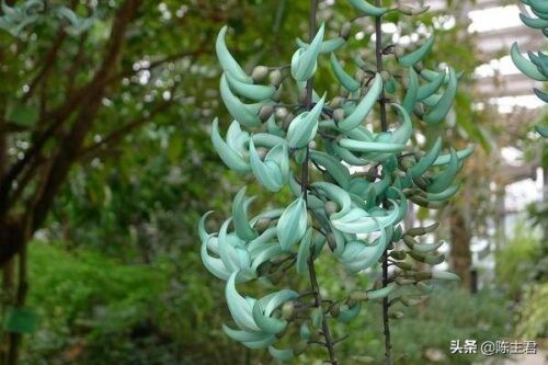 世界十大奇特植物排名(全球罕见的10大奇花异草)插图1