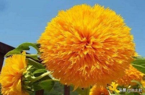 世界十大奇特植物排名(全球罕见的10大奇花异草)插图6