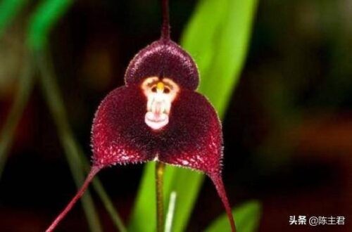 世界十大奇特植物排名(全球罕见的10大奇花异草)插图