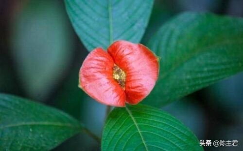 世界十大奇特植物排名(全球罕见的10大奇花异草)插图5