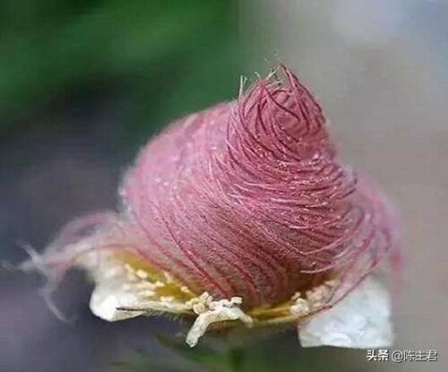 世界十大奇特植物排名(全球罕见的10大奇花异草)插图4