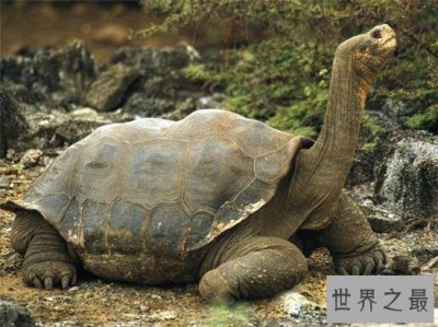 ​加拉帕戈斯象龟，是目前世界上最大的陆地龟