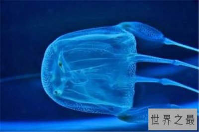​澳洲方水母堪称世界上最毒水母，可短时间让人死亡