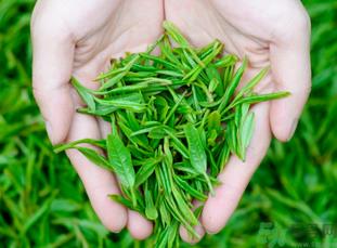 桂花和茶叶能一起泡吗？桂花能和茶叶一起泡吗？