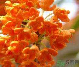 桂花和茶叶能一起泡吗？桂花能和茶叶一起泡吗？
