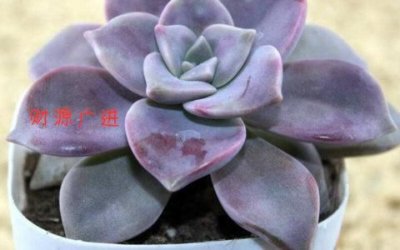 ​长沙格子铺格子出租(格子铺联盟管理平台)