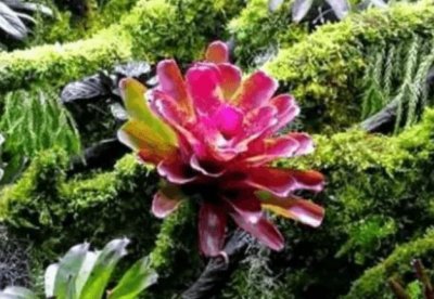 ​最知名的十大热带雨林植物 积水凤梨第一名 附生兰暂居第二