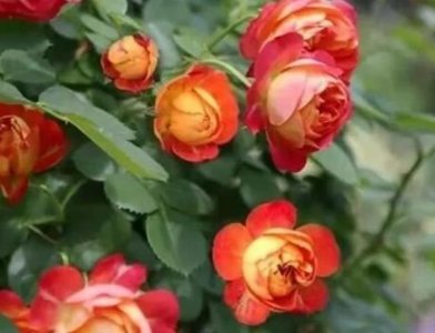 ​最受欢迎月季品种排名前十 瑞典女王榜上有名 龙沙宝石荣登榜首