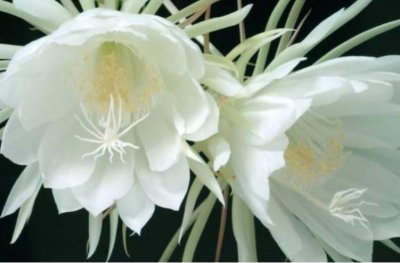 ​世界十大最美植物排名 兰花榜上有名 昙花荣登榜首