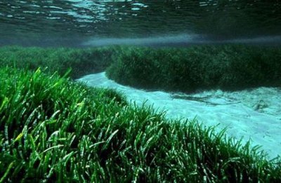 ​世界十大寿命最长植物排名 银杏树榜上有名 波西多尼亚海草能活10万年