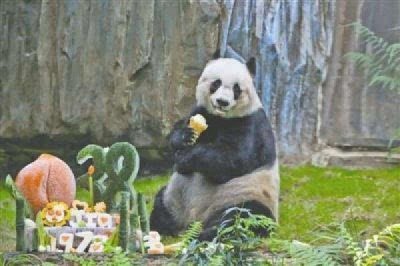​世界上寿命最长的熊猫，相当于人类的110岁