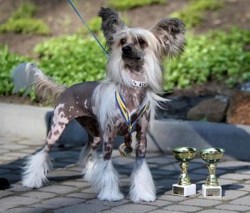 ​世界上最丑的犬种是什么：冠毛犬仅有头部与四肢上有毛发